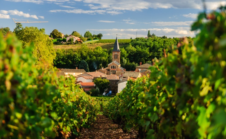 Beaujolais vineyard