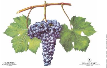nebbiolo grape bunch